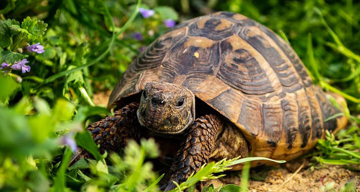 Lire la suite à propos de l’article CAROLINE