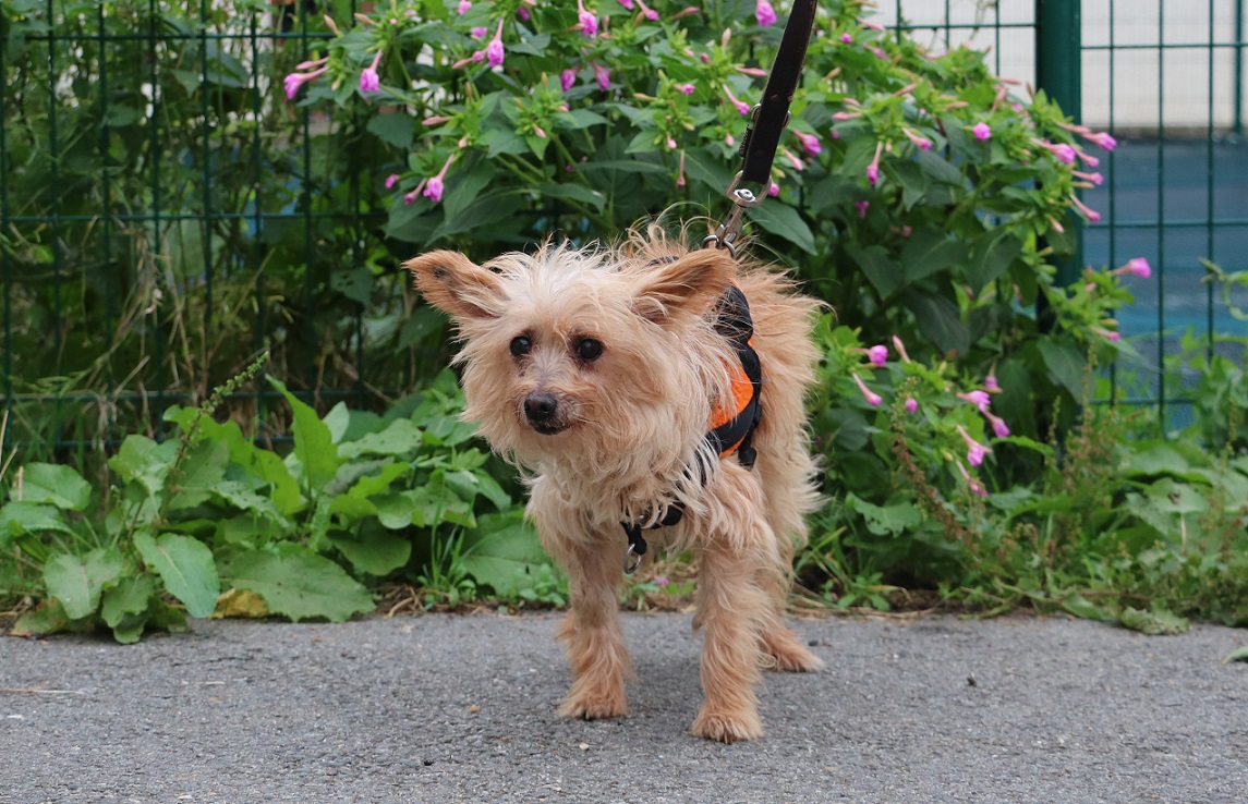 Lire la suite à propos de l’article GANDALF