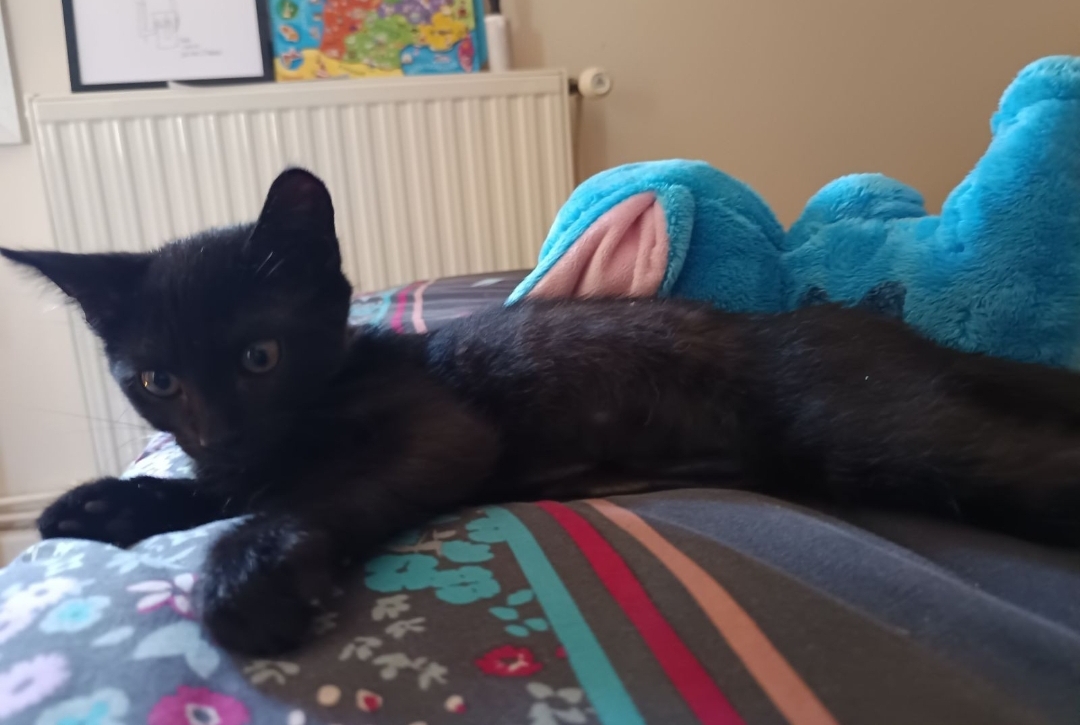 Lire la suite à propos de l’article GAME